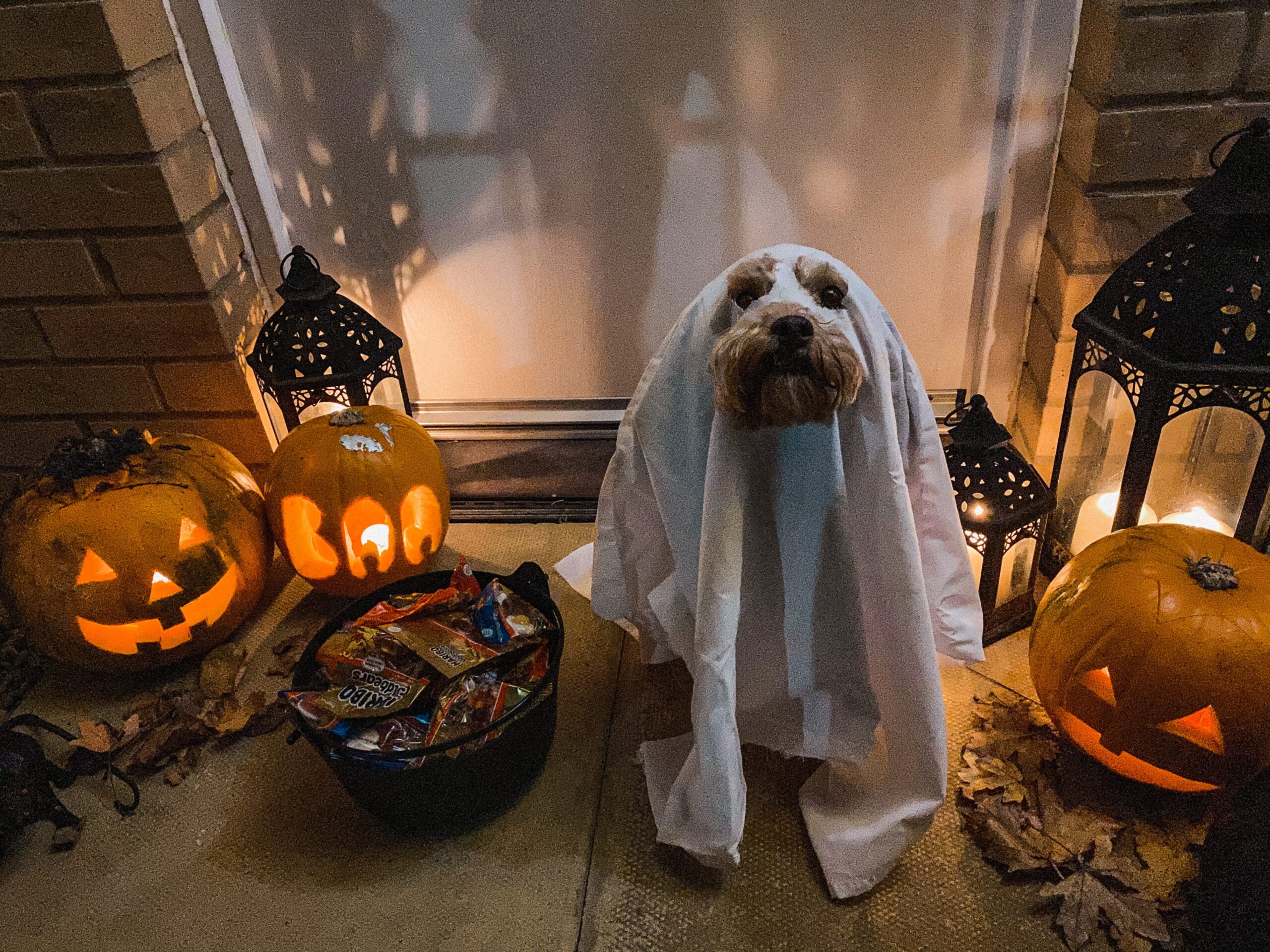 Halloween Pet Safety Tips for Veterinarians