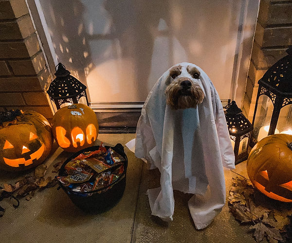 Halloween Pet Safety Tips for Veterinarians