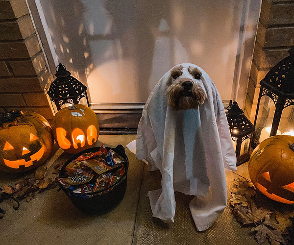 Halloween Pet Safety Tips for Veterinarians