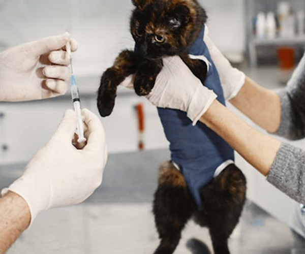 Rabies vaccines should be given at 3 months and 12 months of age, with boosters every three years after.