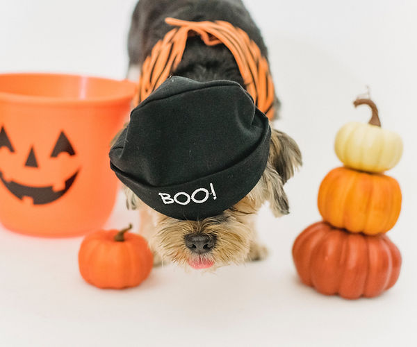 Pet-Proofing Your Home for Halloween