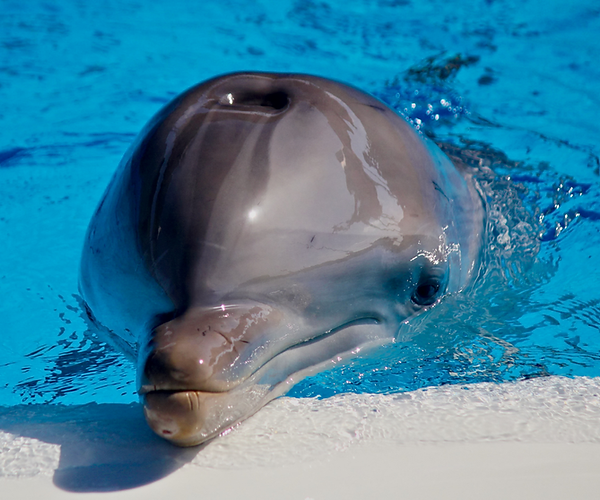Dolphin GI Infections