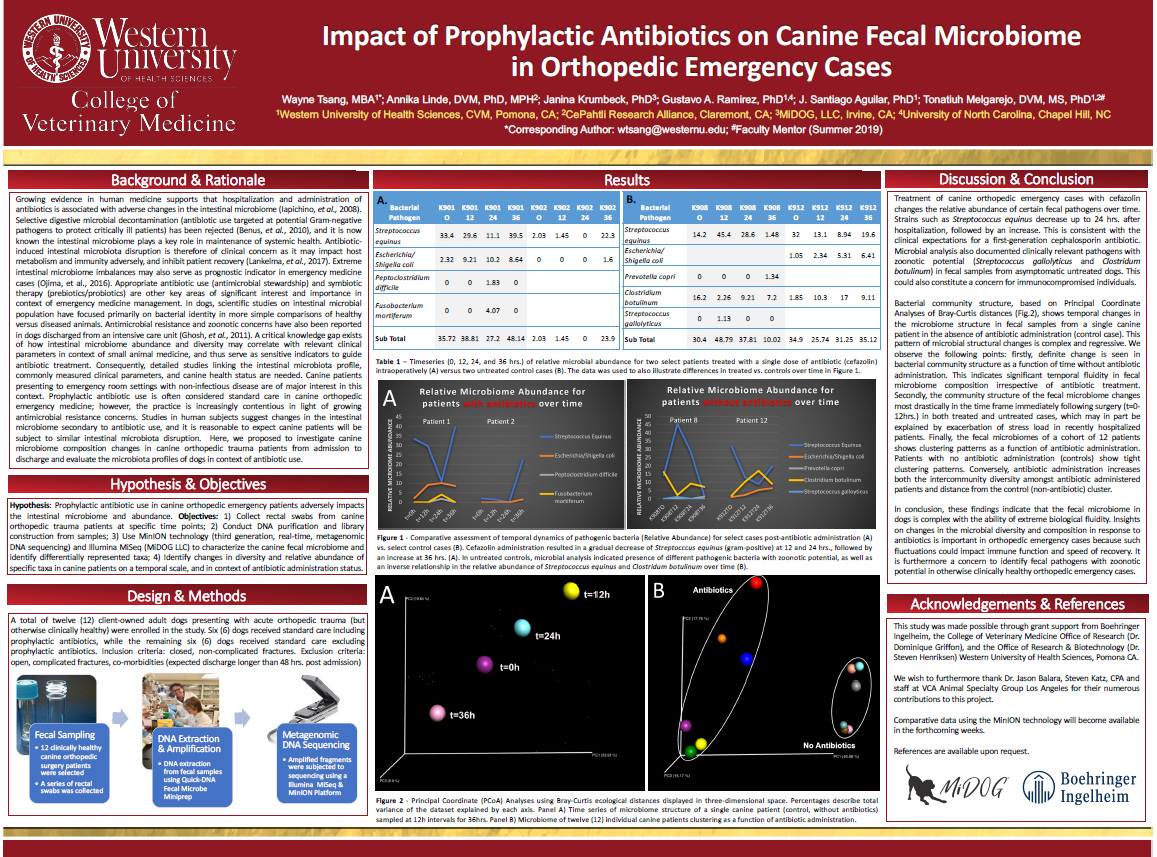 MiDOG What Antibiotics Do to Your Dog’s Gut Microbiome & The Environment