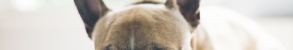 Canine Rhinitis and Sinusitis