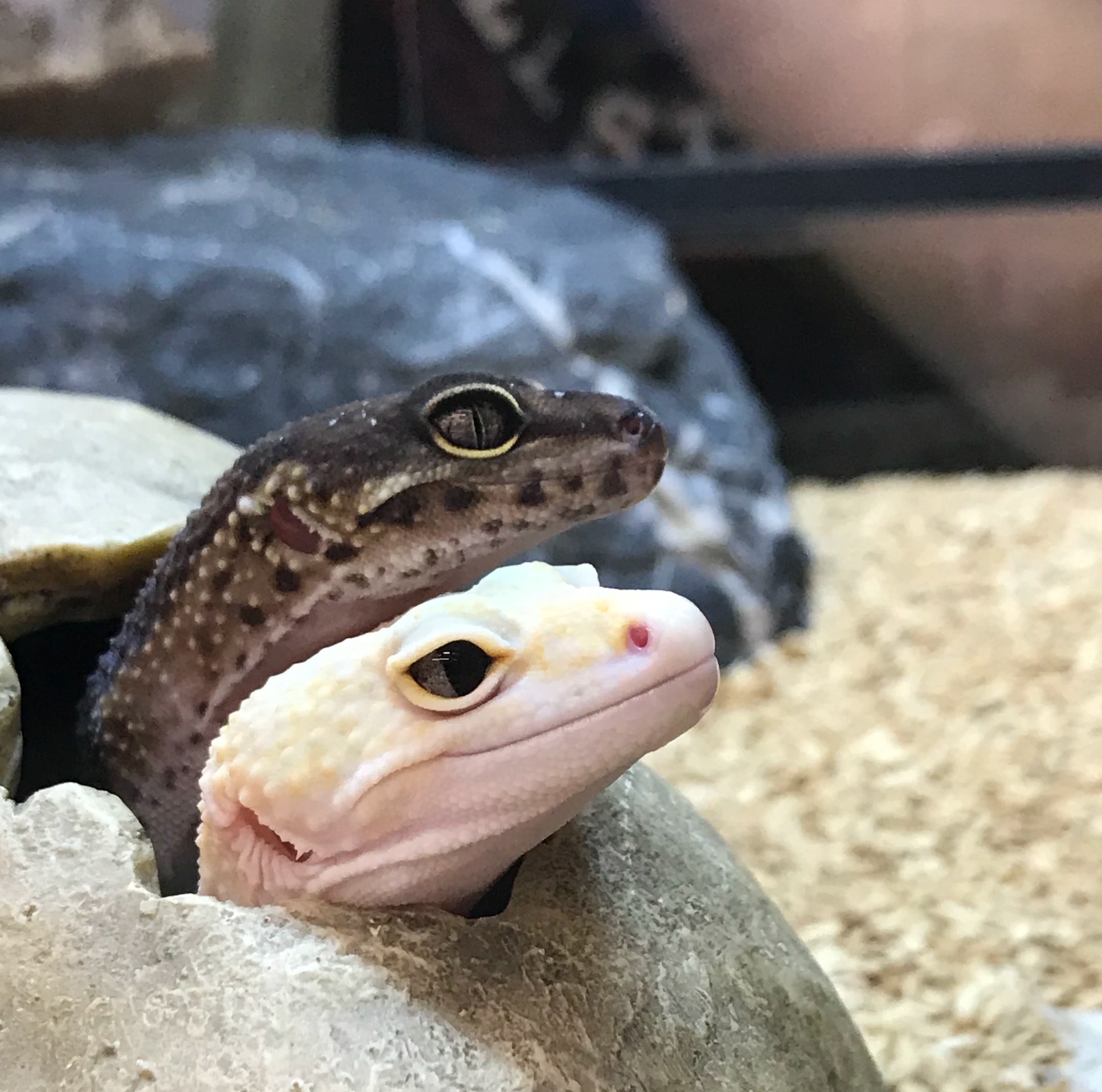 Leopard Gecko Eye Infection Diagnoses