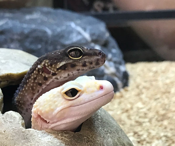 two leopard geckos peaking their heads out of a rock shelter