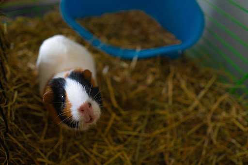 Bumblefoot in Rodents and Small Exotic Animals