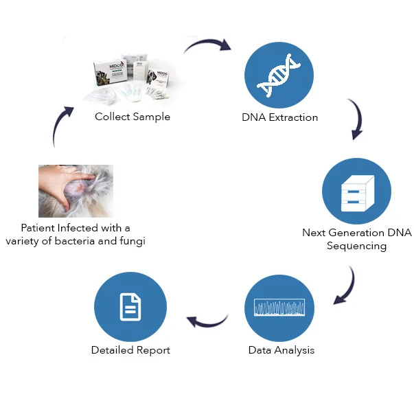 how midog testing works