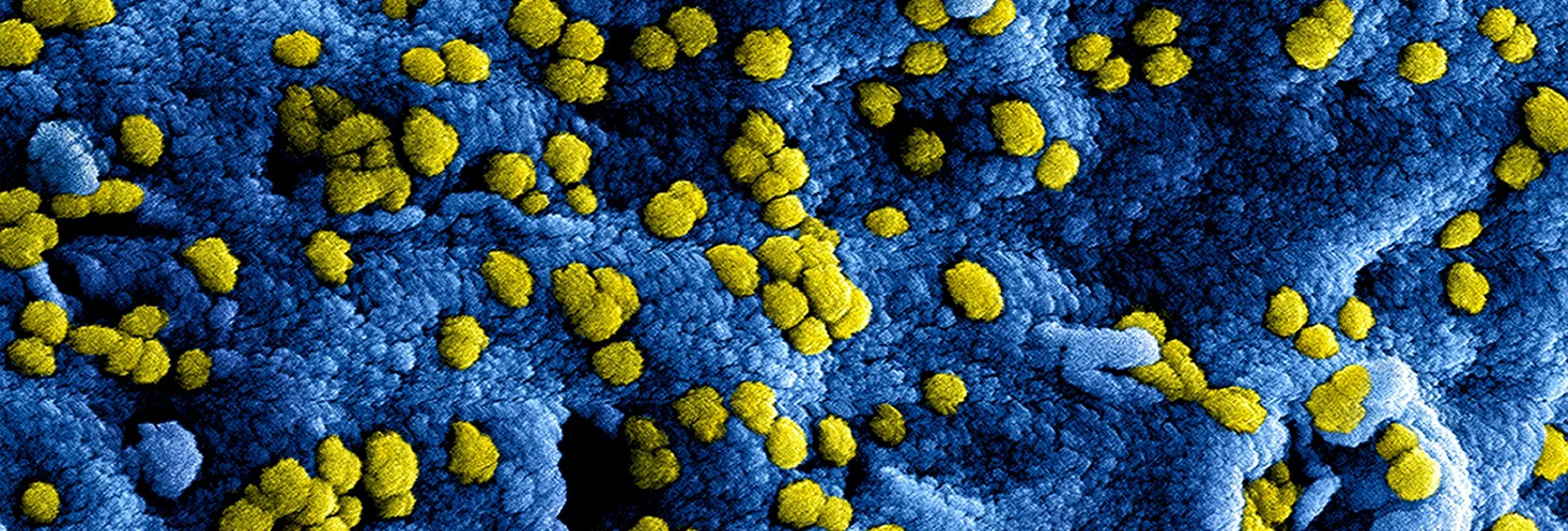 midog bacteria and fungi