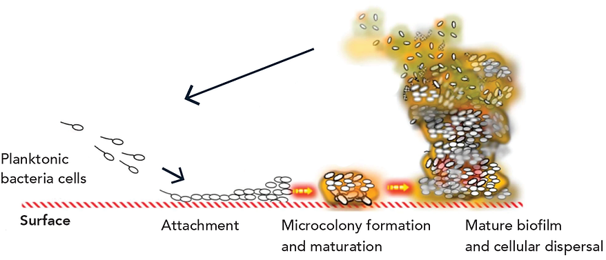 midog Biofilms in Infections
