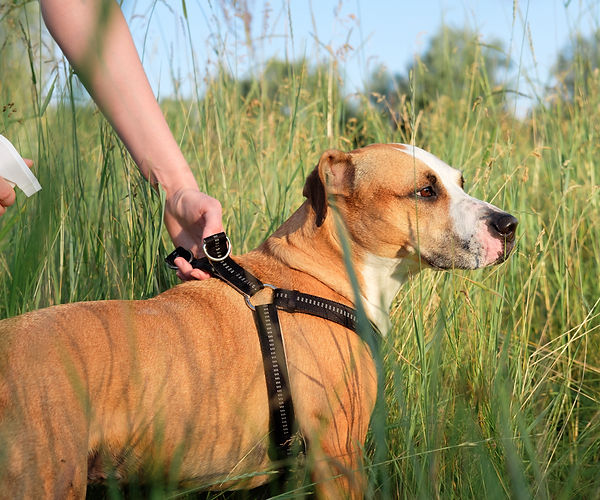 Essential oils and dogs