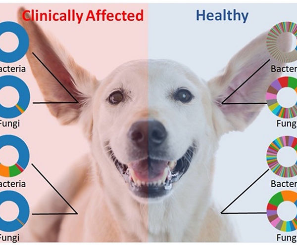 MiDOG NGS Bacteria Fungi Microbiome Dog Ear Skin