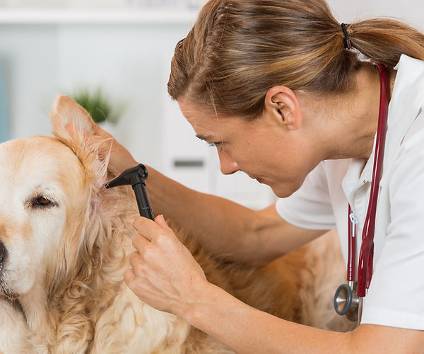 MiDOG technology can help properly diagnose your dog's otitis externa infection.