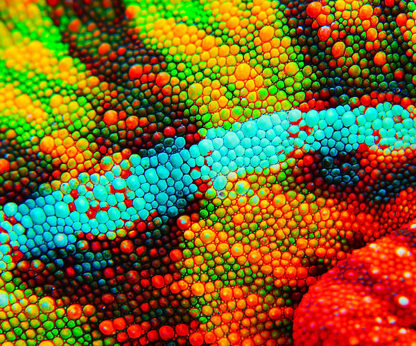 Three Bacterial Infections Your Chameleon May Hide From You