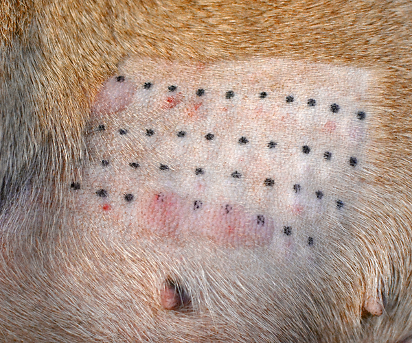 Dog allergy testing