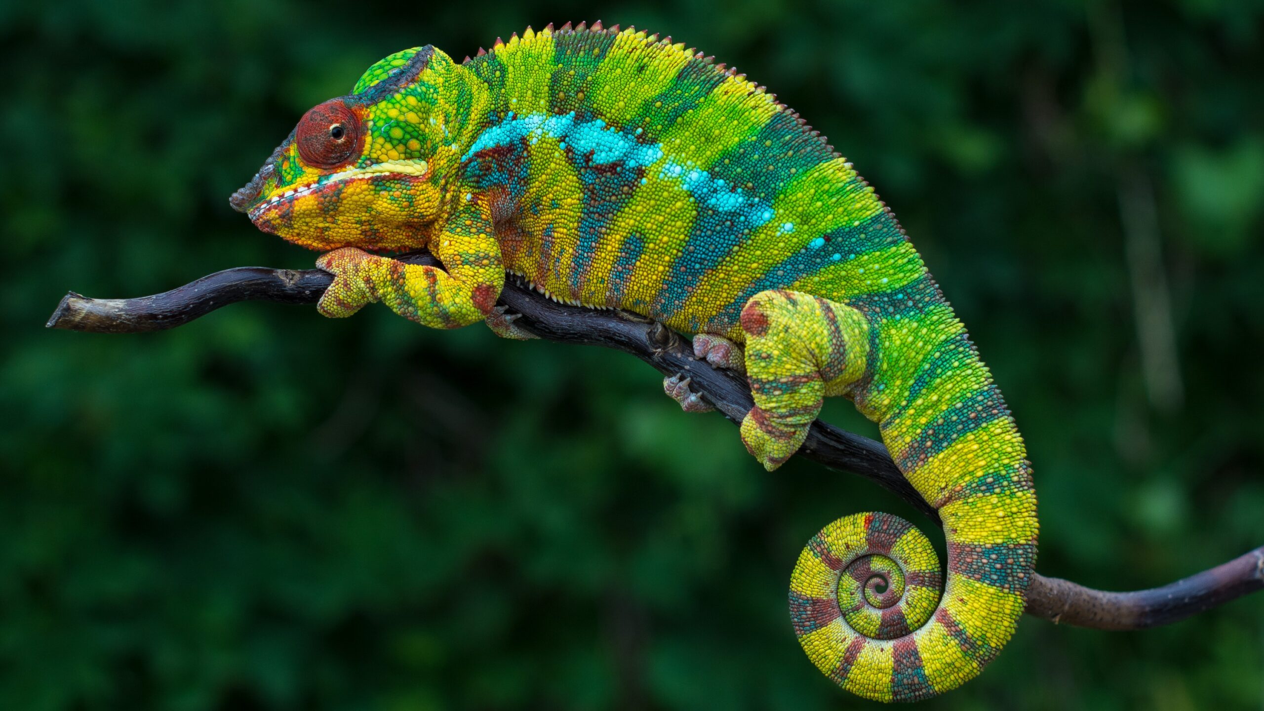 Chameleons and bacterial infections