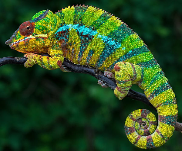 MiDOG technology can help diagnose your chameleon's bacterial infections.