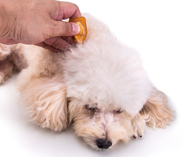 essential oil on dog for ticks Essential Oils For Dogs