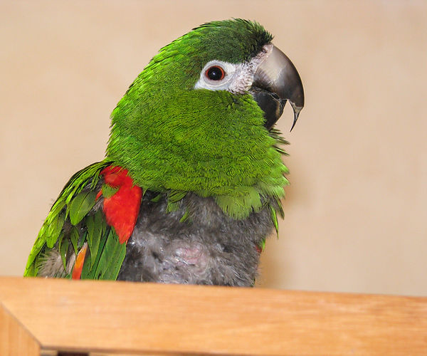 Avian Chlamydiosis: Hahn's Macaw Parrot With Avian Chlamydiosis