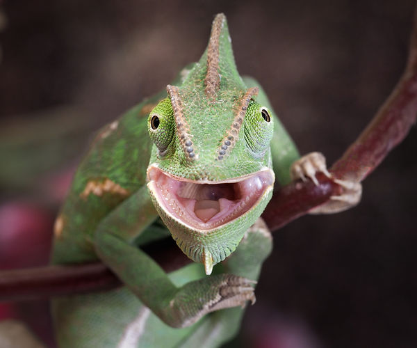 The image above depicts the mouth of a healthy chameleon. 