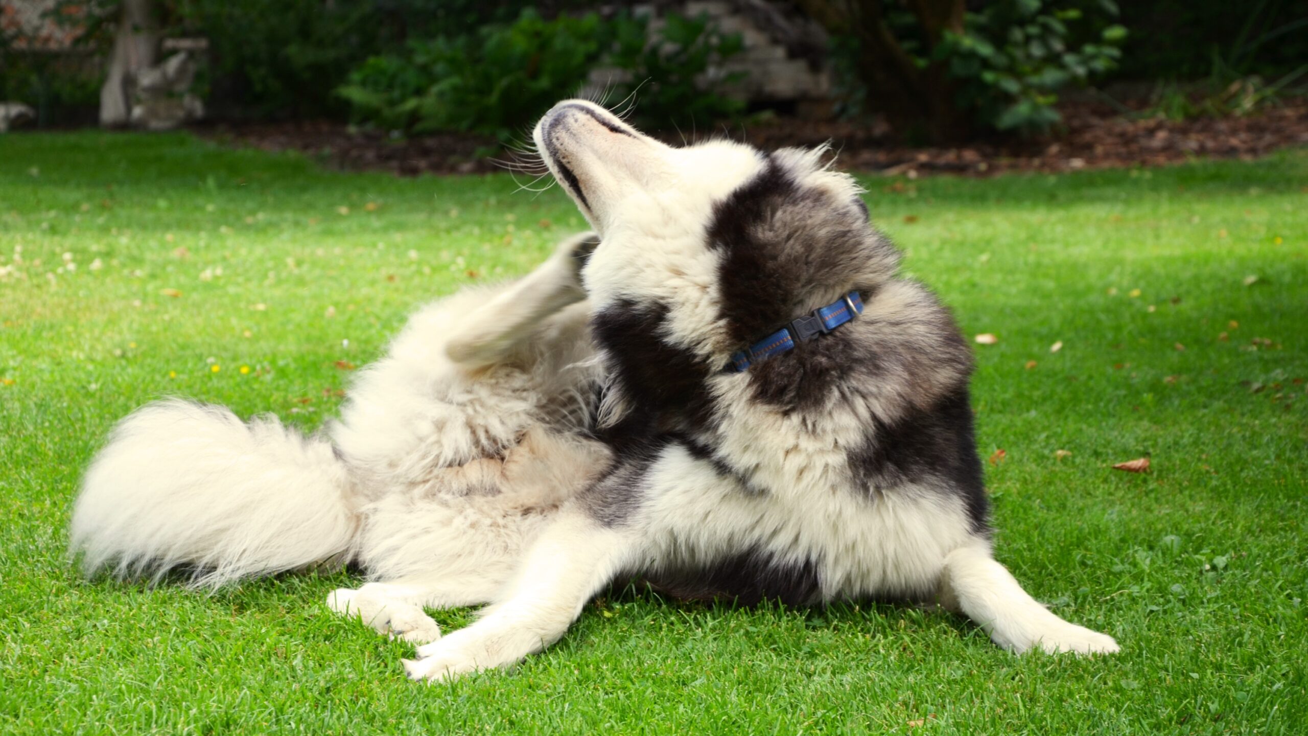 Dog Allergy Test