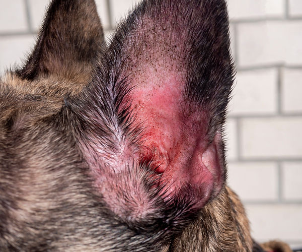 Inflammation and redness associated with otitis externa.