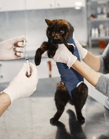 animal diagnostics for cats