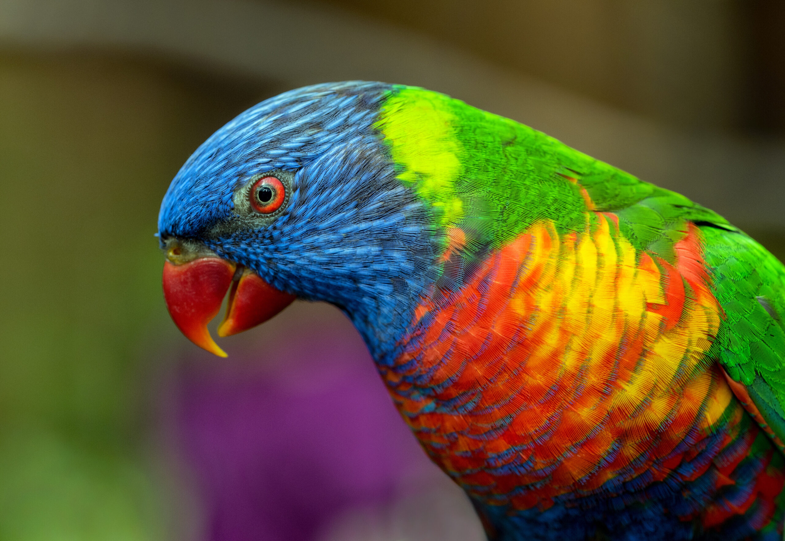 parakeet healthcare testing