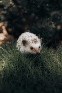 Dermatophytosis in hedgehogs