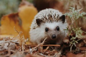 hedgehogs dermatophytosis