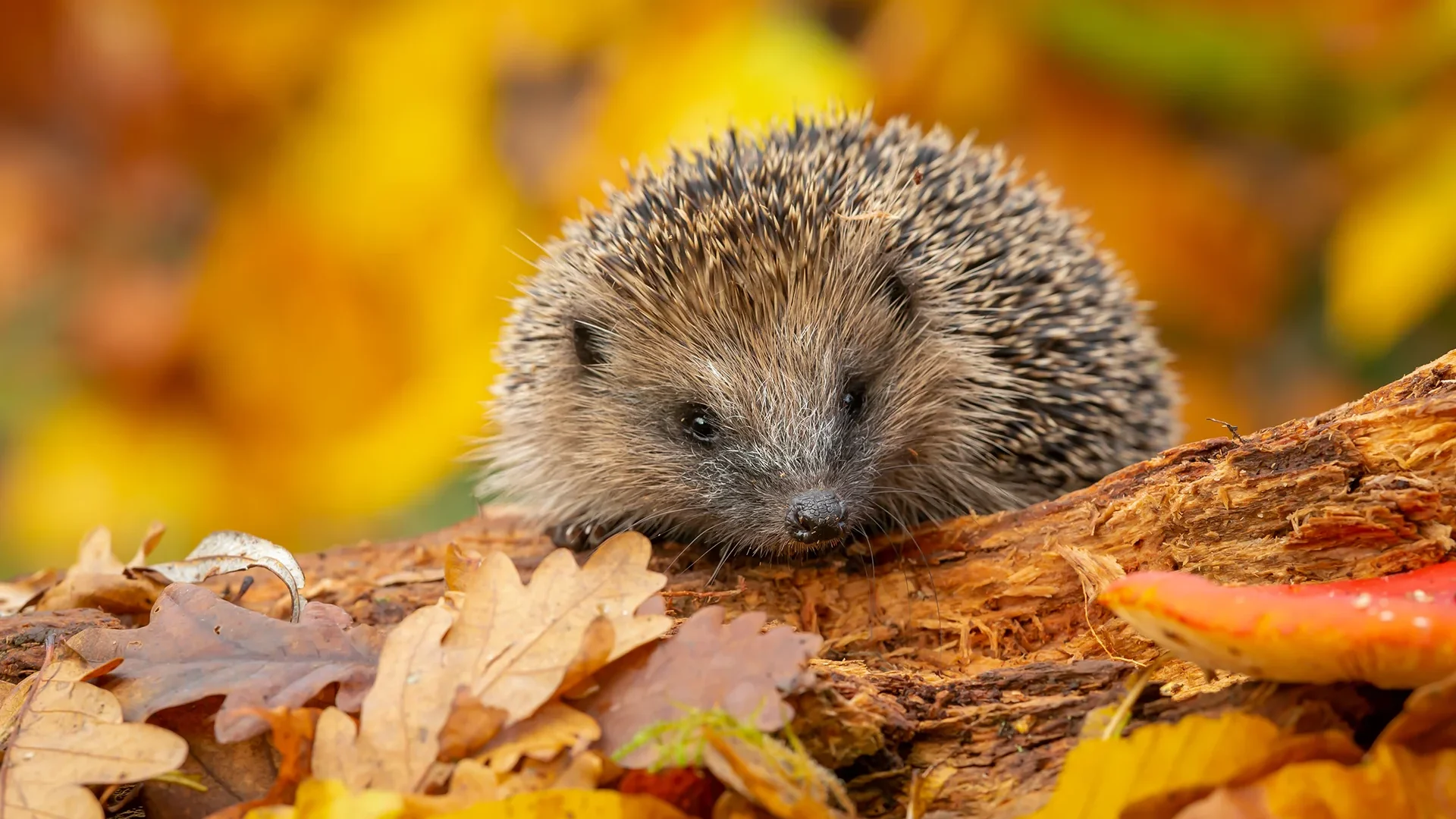 Dermatophytosis in Hedgehogs