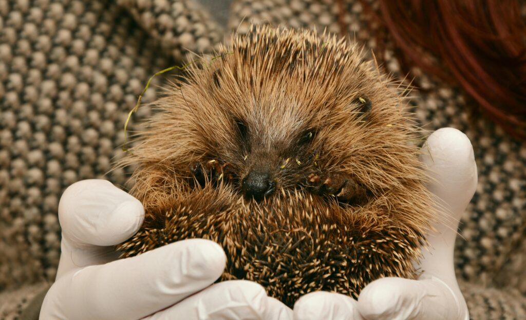 hedgehogs dermatophytosis