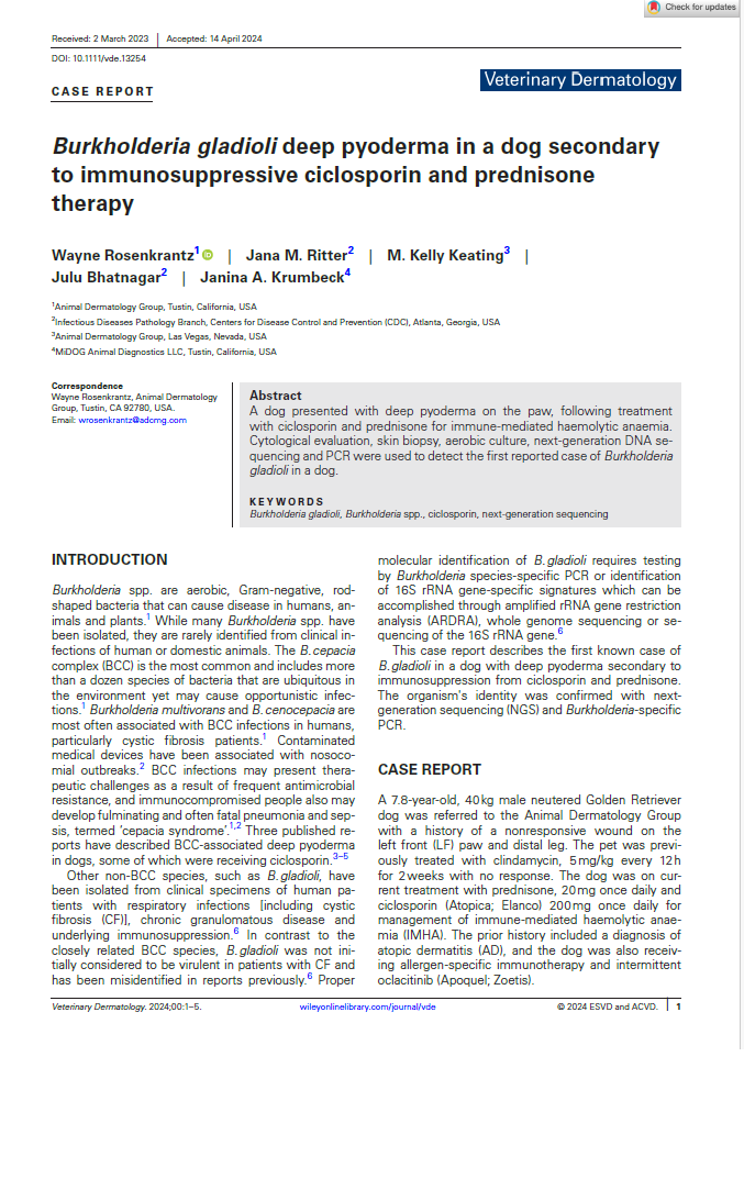 Burkholderia gladioli deep pyoderma in a dog secondary to immunosuppressive ciclosporin and prednisone therapy