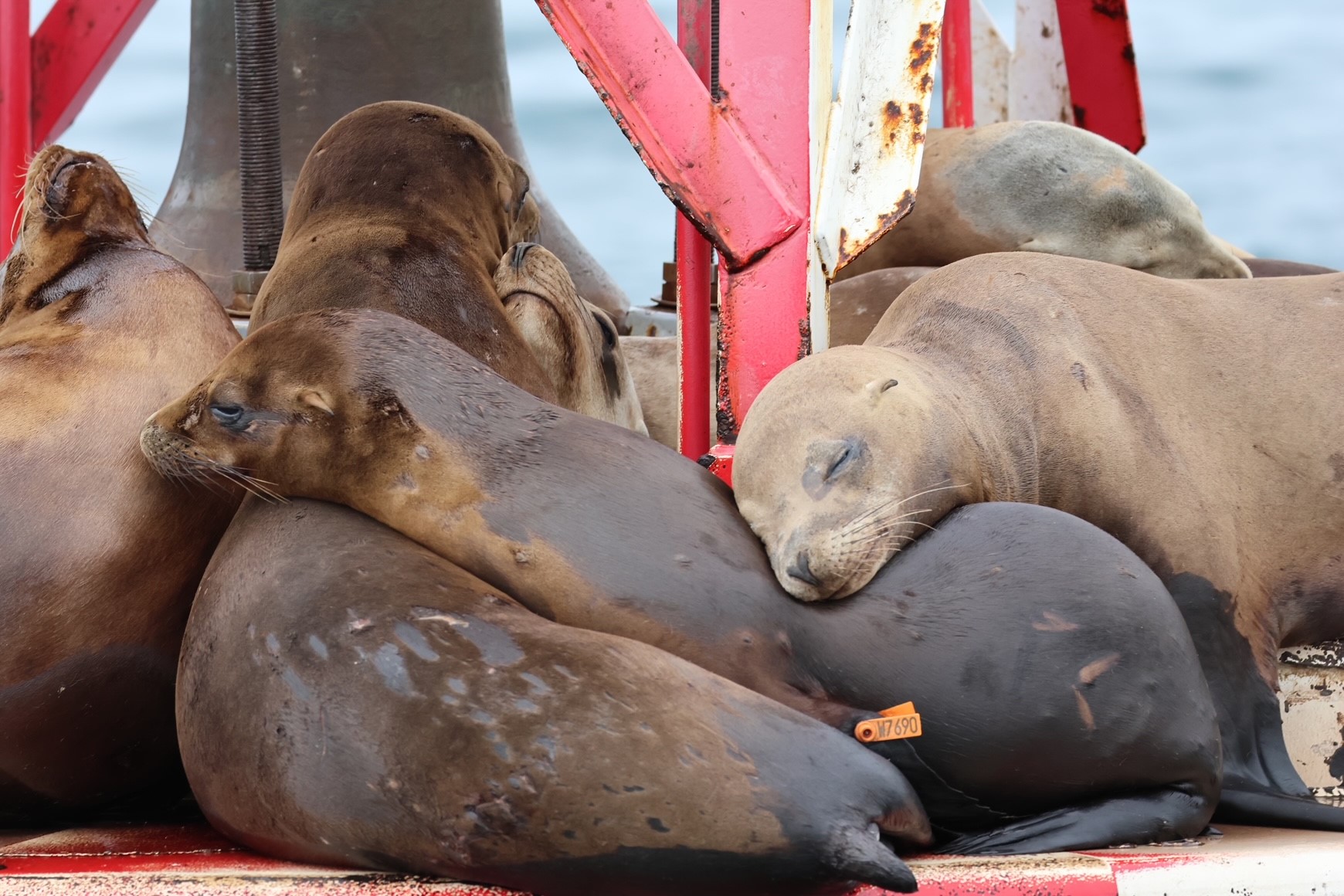 sea lions