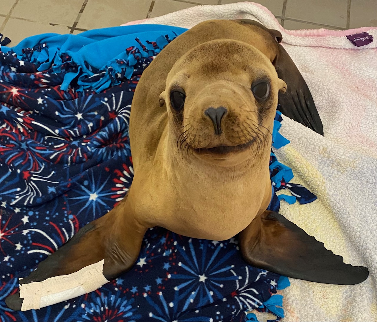 sea lion wound treatment