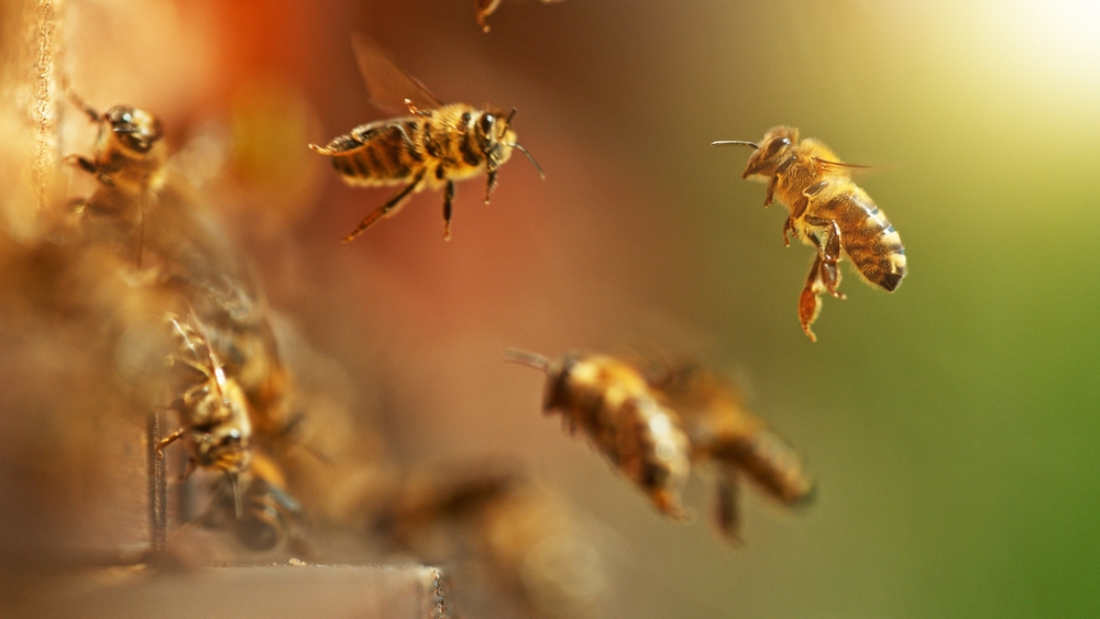 bees and pathogens