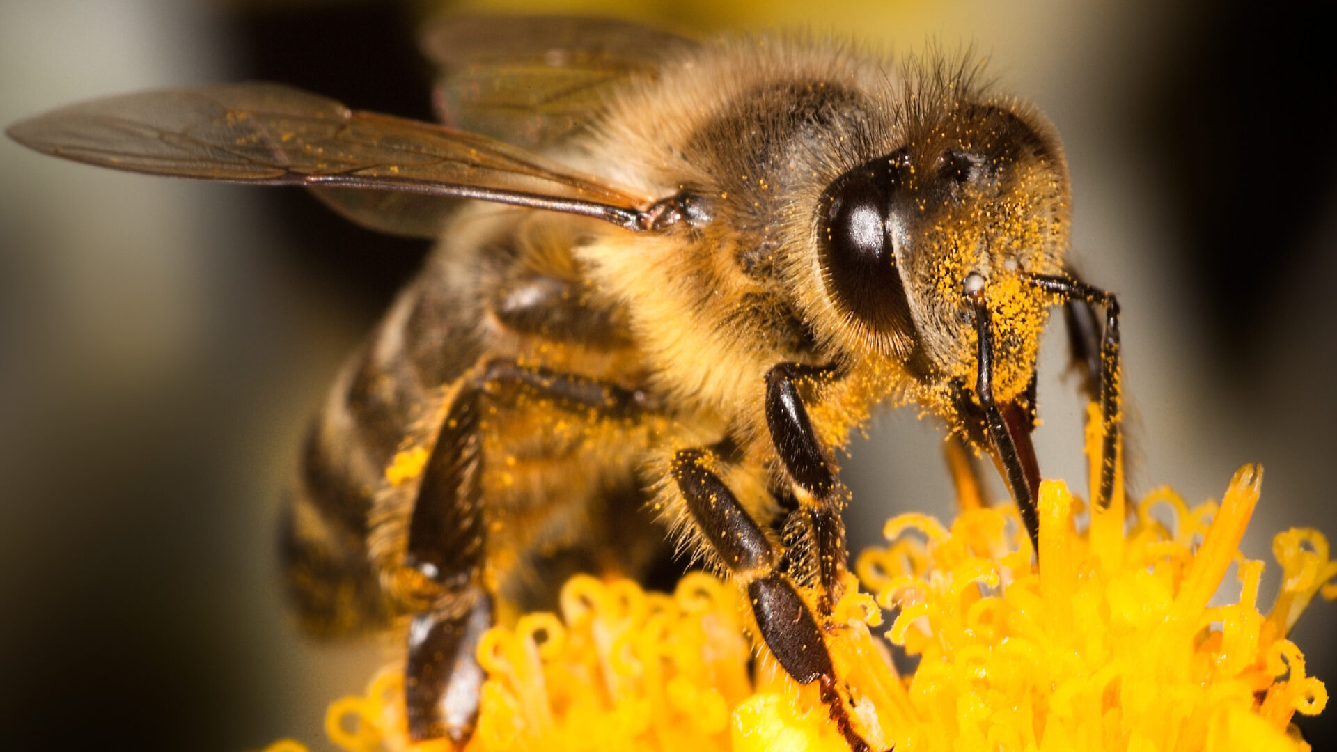 microbiome of bees