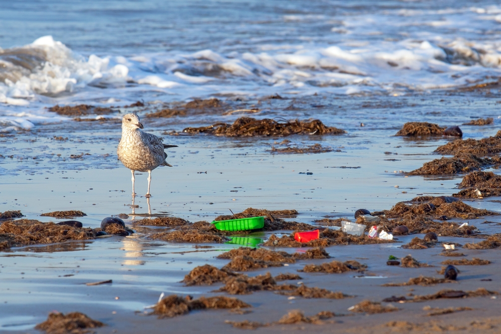 The Impact of Living Near Industrial Areas on Bird Microbial Health