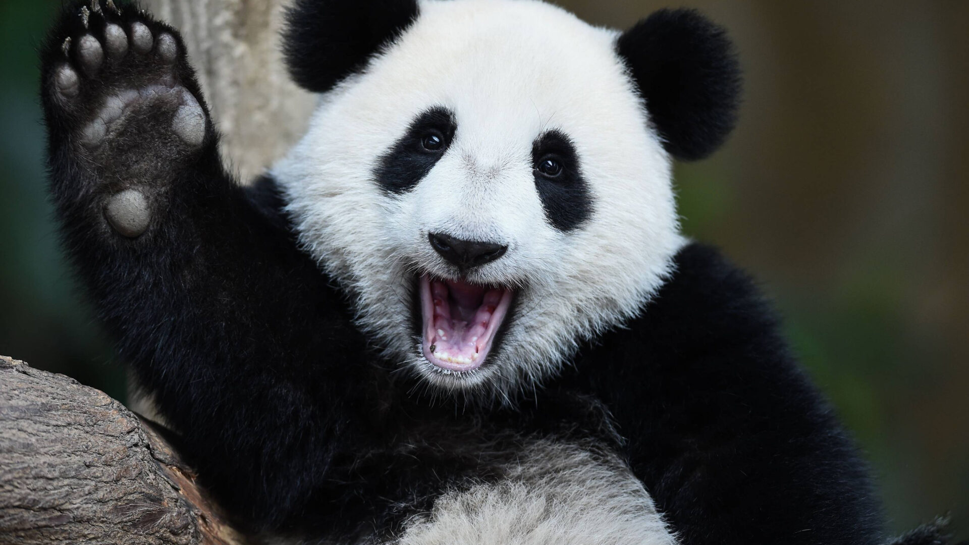 panda gut microbiome