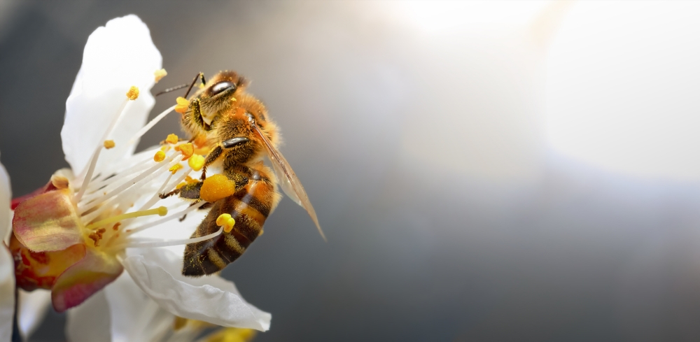 bee microbiome