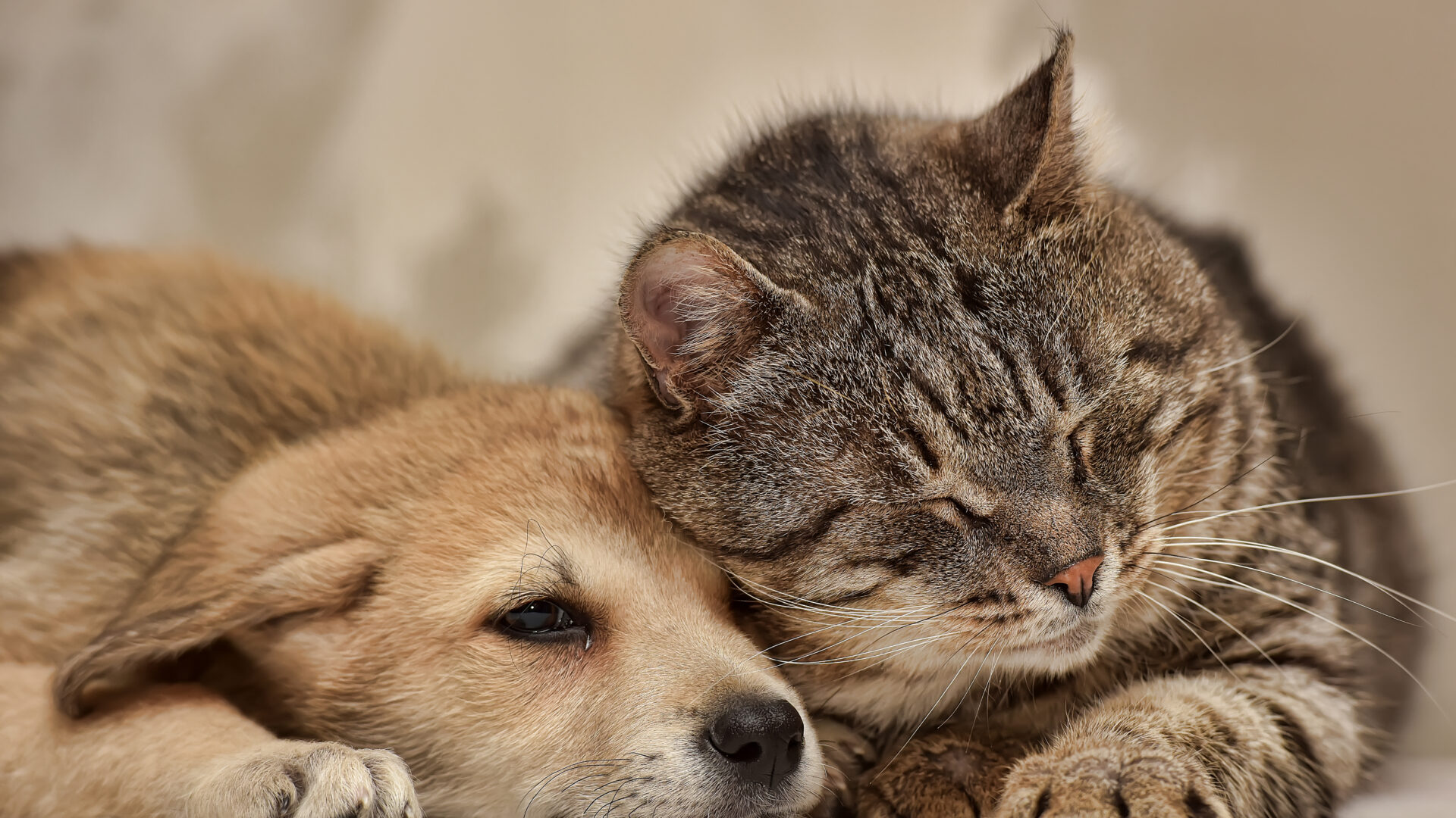 canine and feline skin microbiomes