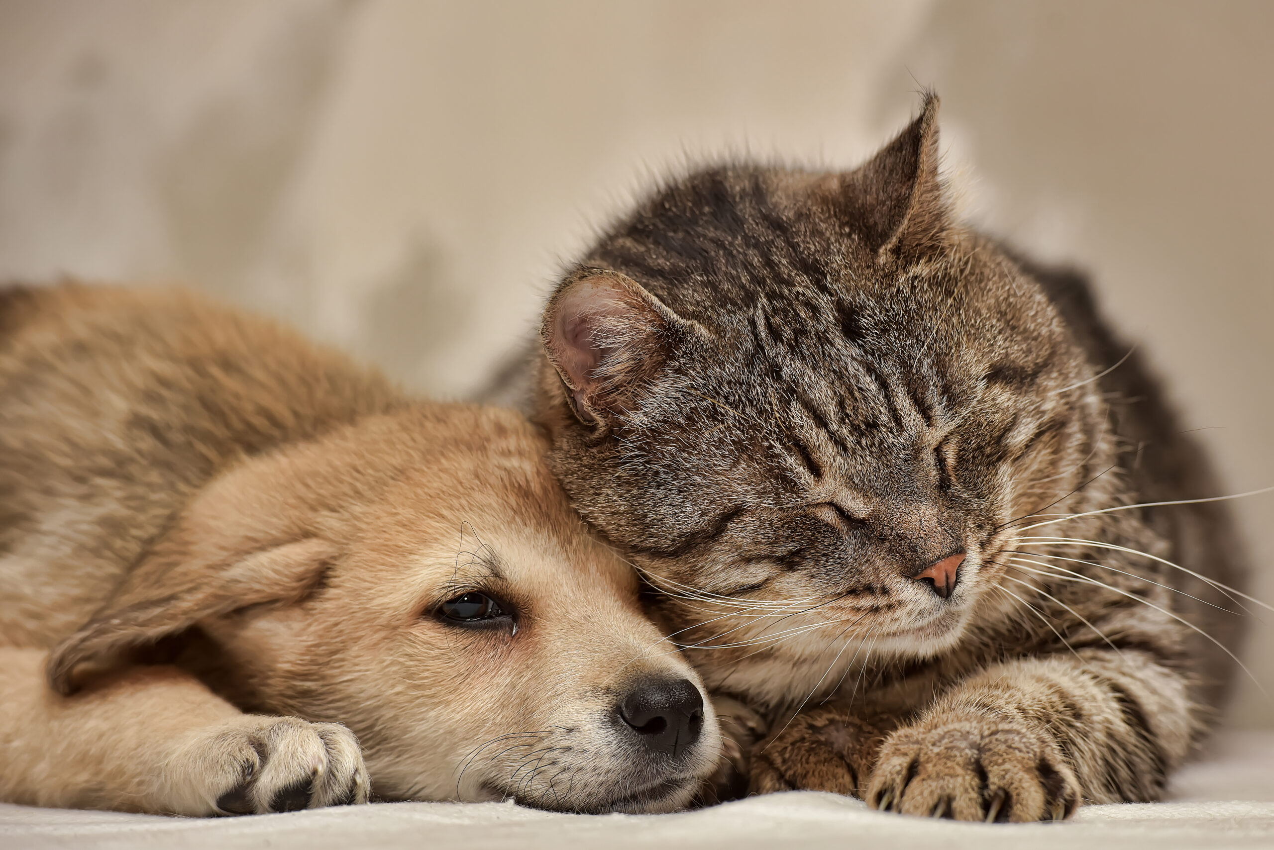 canine and feline skin microbiomes