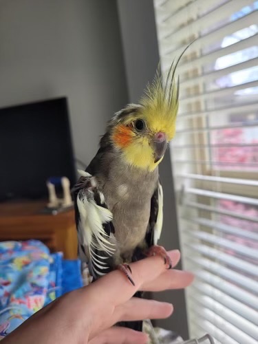 ceftazidime cockatiel parrot