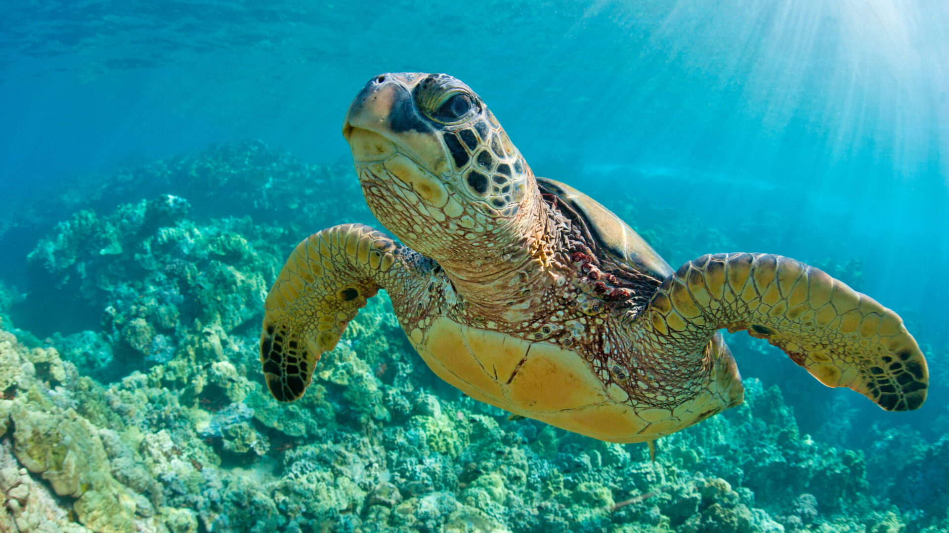 turtle eye infection