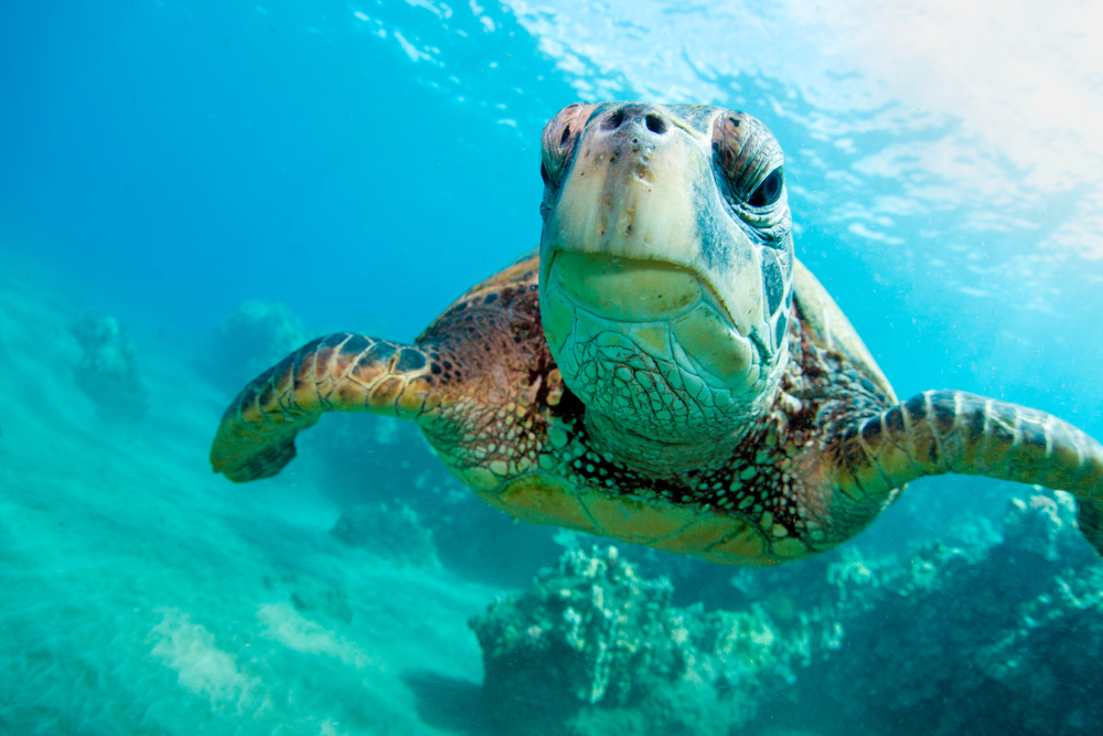 underwater turtle eye infection