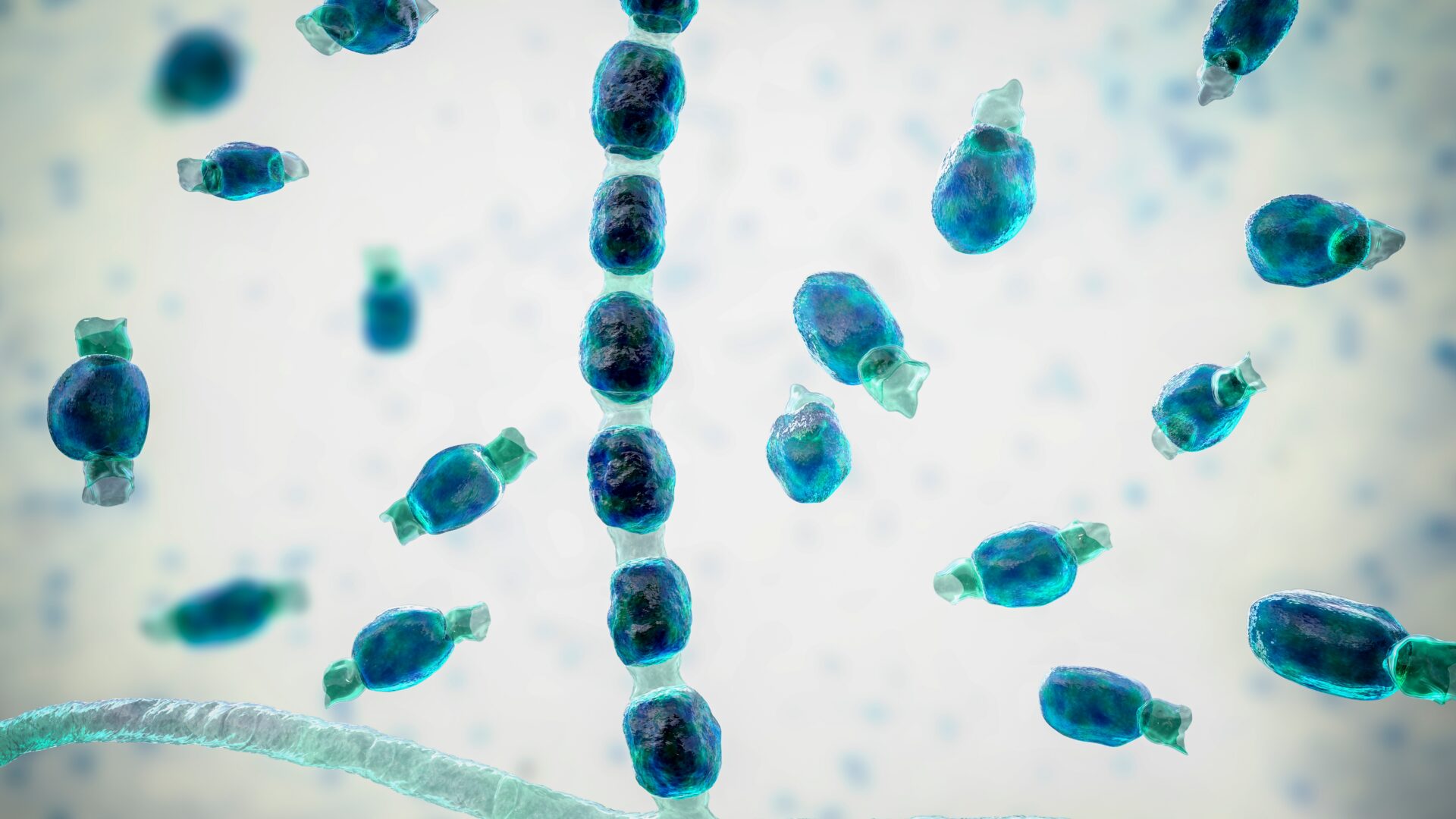valley fever in dogs