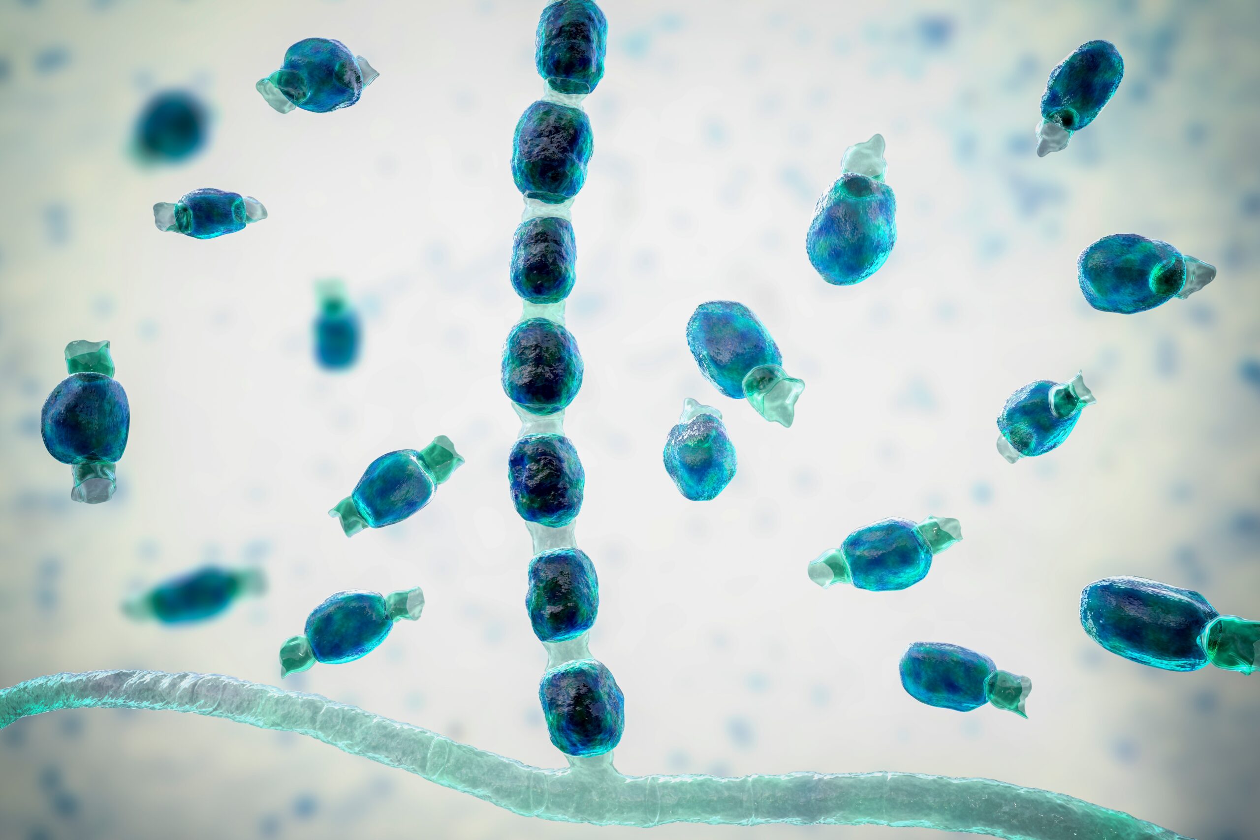 valley fever in dogs