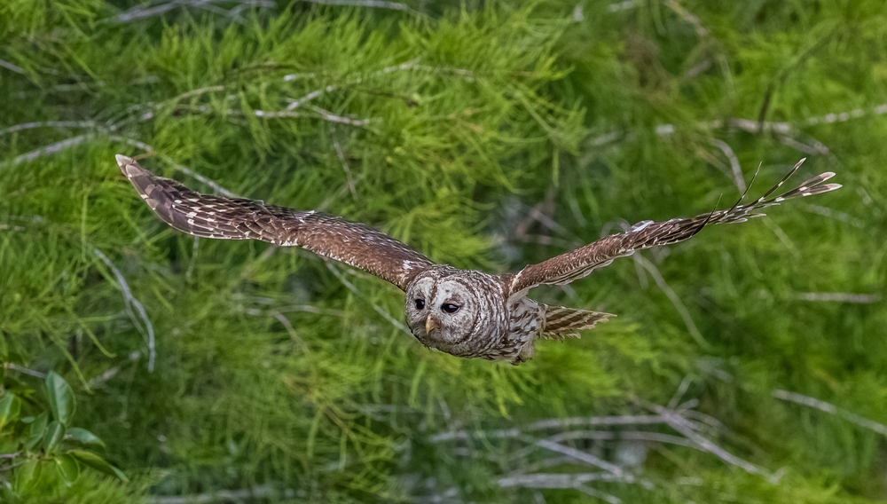 Barred Owl