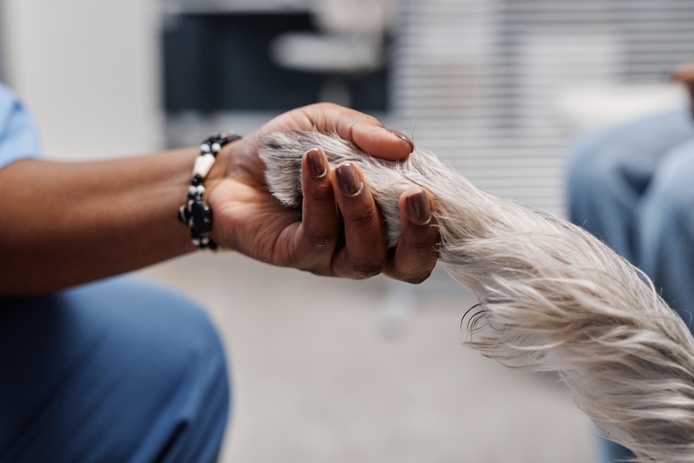 Vet Shaking Dog's Hand