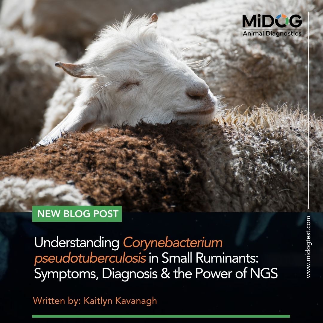 Abscess caused by Corynebacterium pseudotuberculosis in sheep lymph node